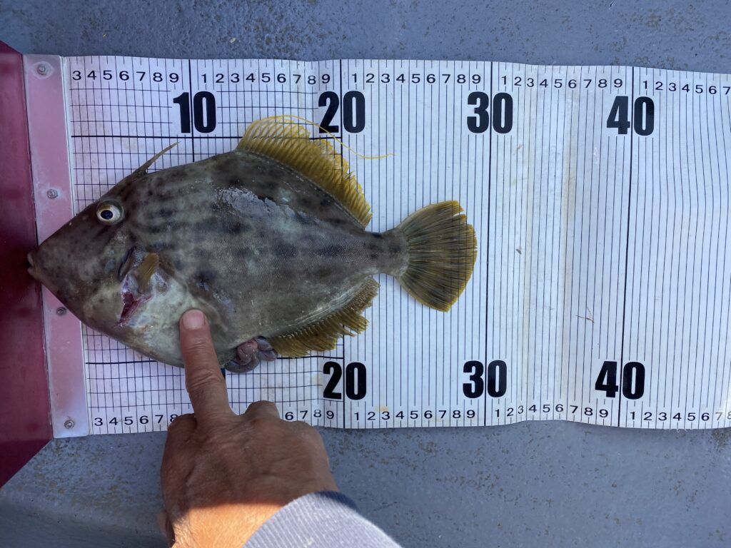 太刀魚&カワハギ便❣️ 10月13日