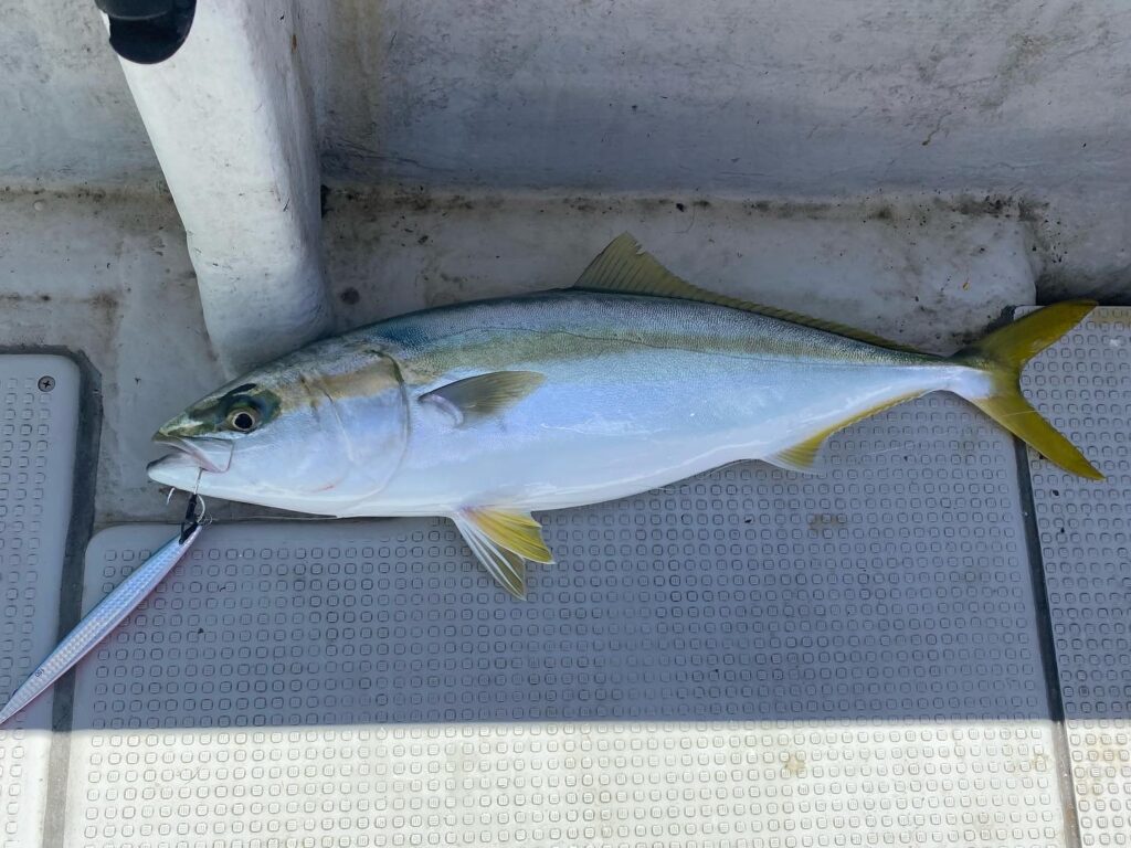 太刀魚&ジギング便❣️ 9月4日