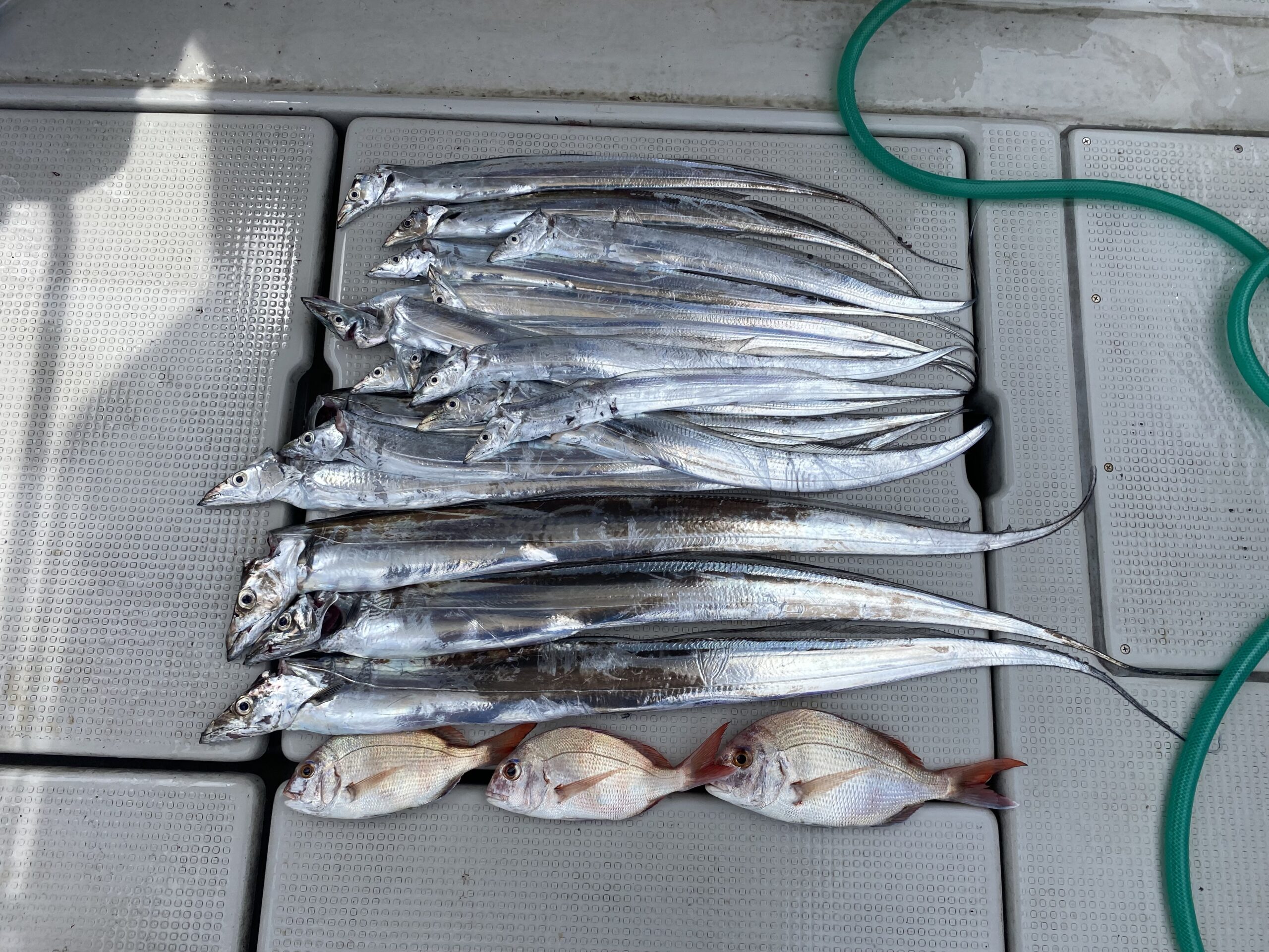鯛ラバ&太刀魚便 8月23日