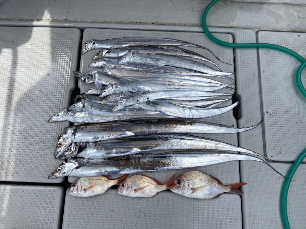 鯛ラバ&太刀魚便 8月23日
