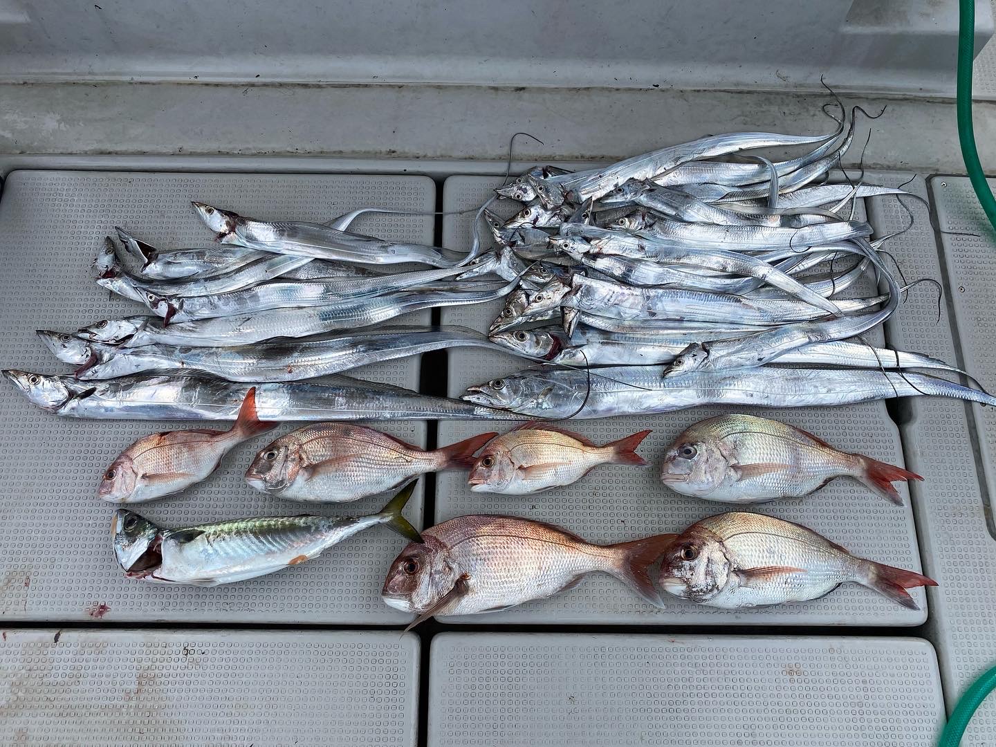 鯛ラバ&太刀魚リレー便❣️ 8月20日