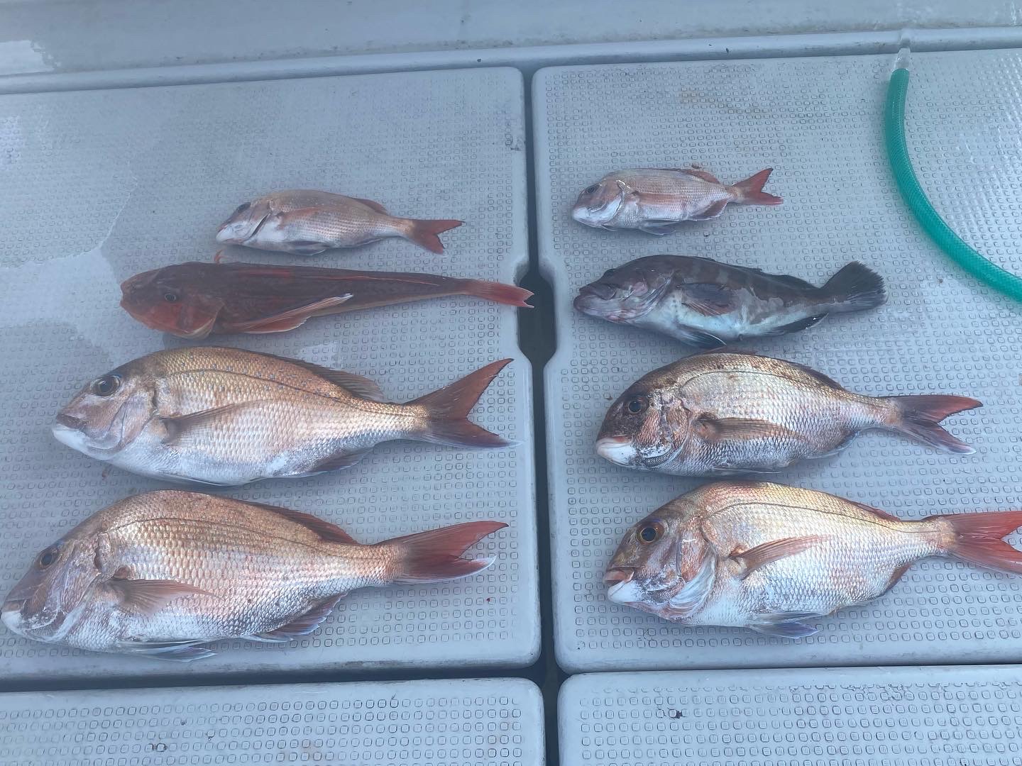 鯛ラバ便❣️ 5月8日