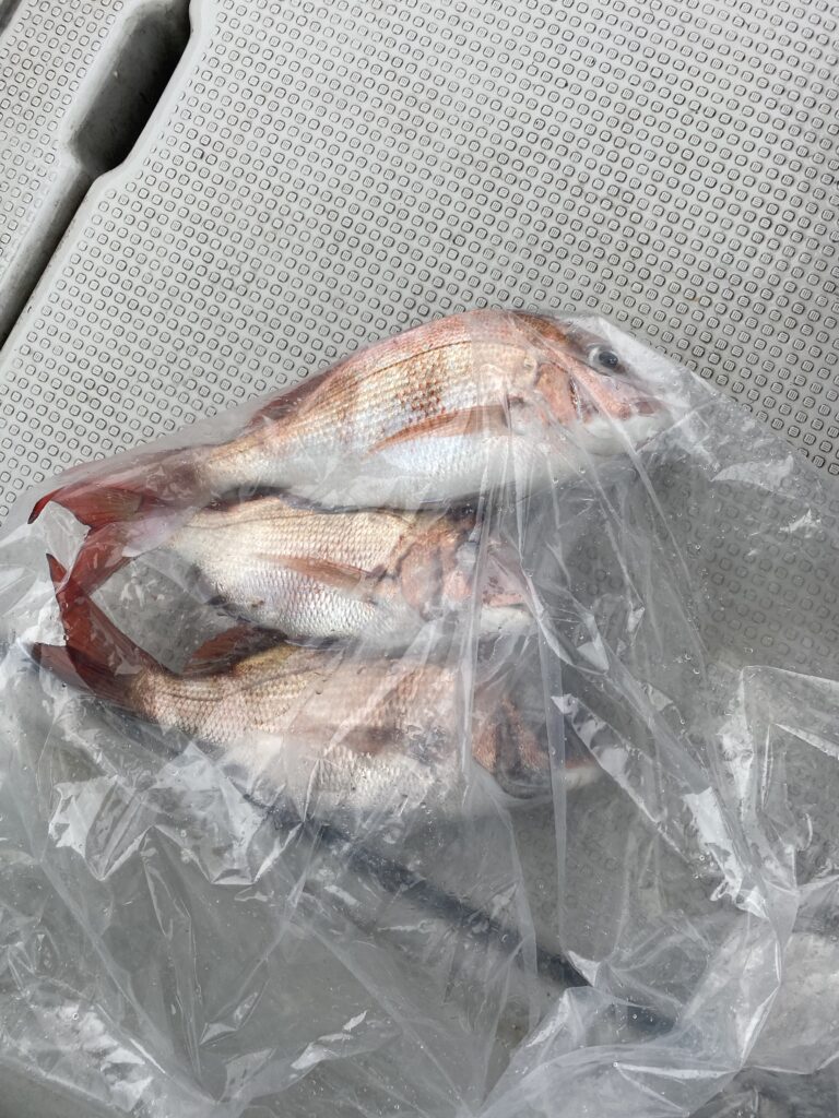 鯛ラバ便‼️4月24日