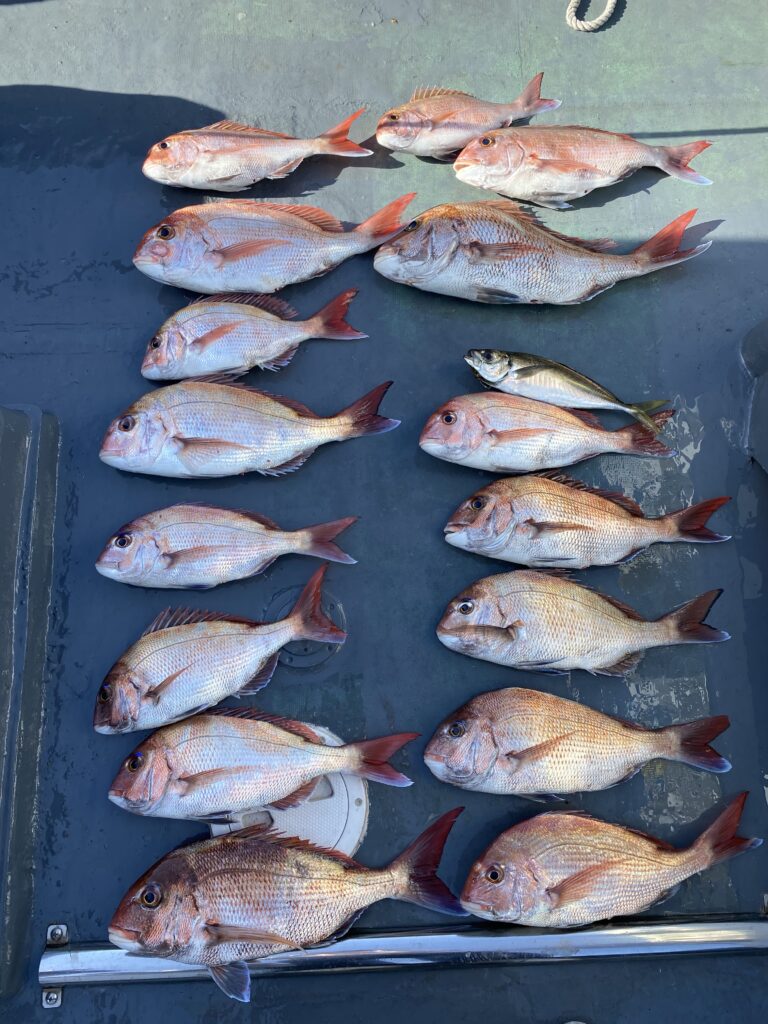 鯛ラバ❣️