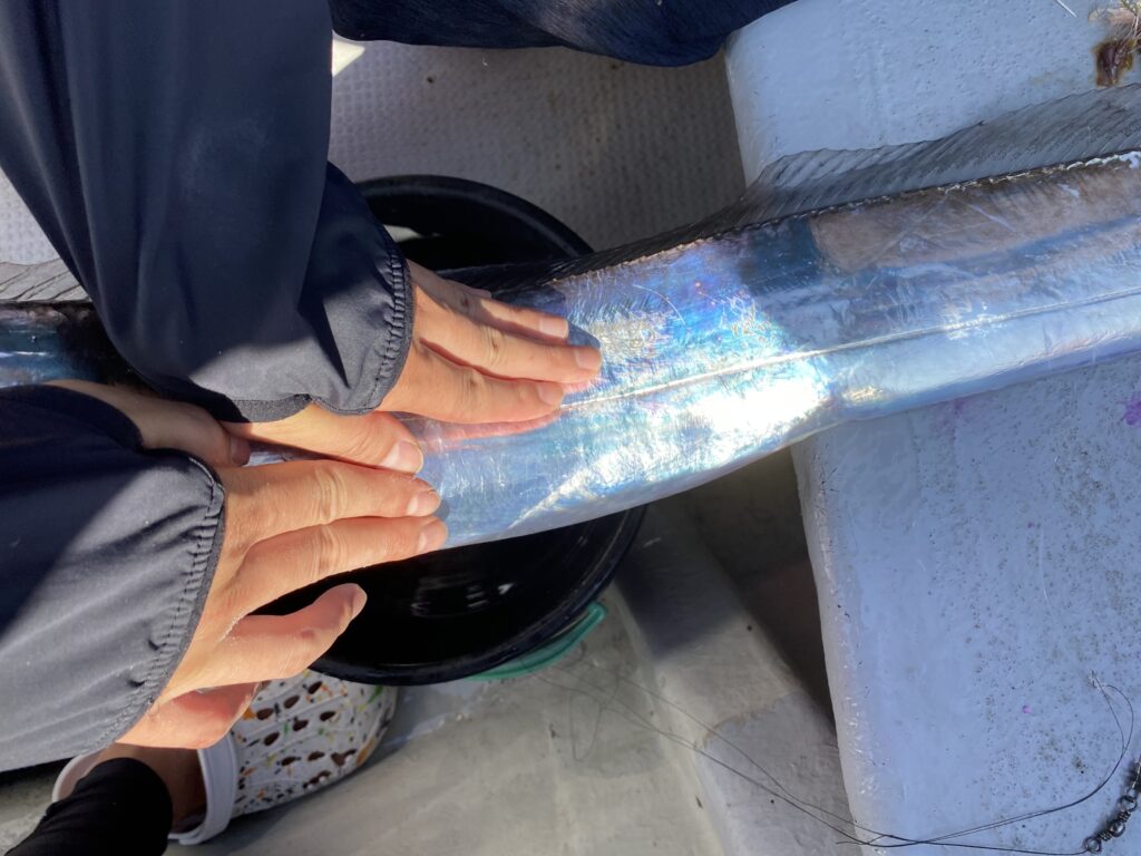 太刀魚便❣️