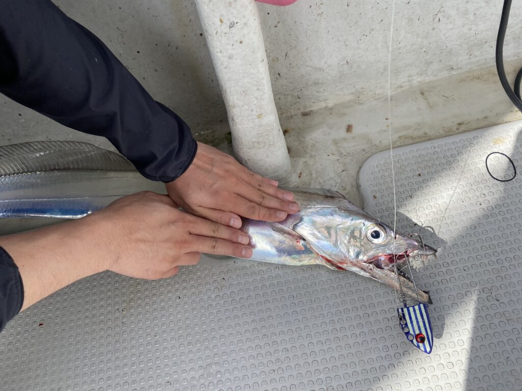 太刀魚便❣️