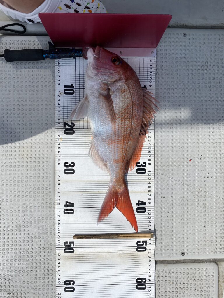 鯛ラバ便