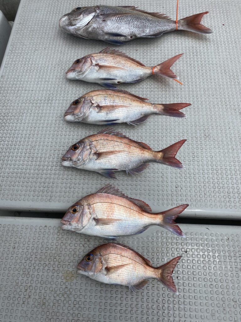 鯛ラバ便