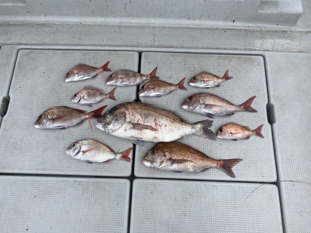 鯛ラバ便
