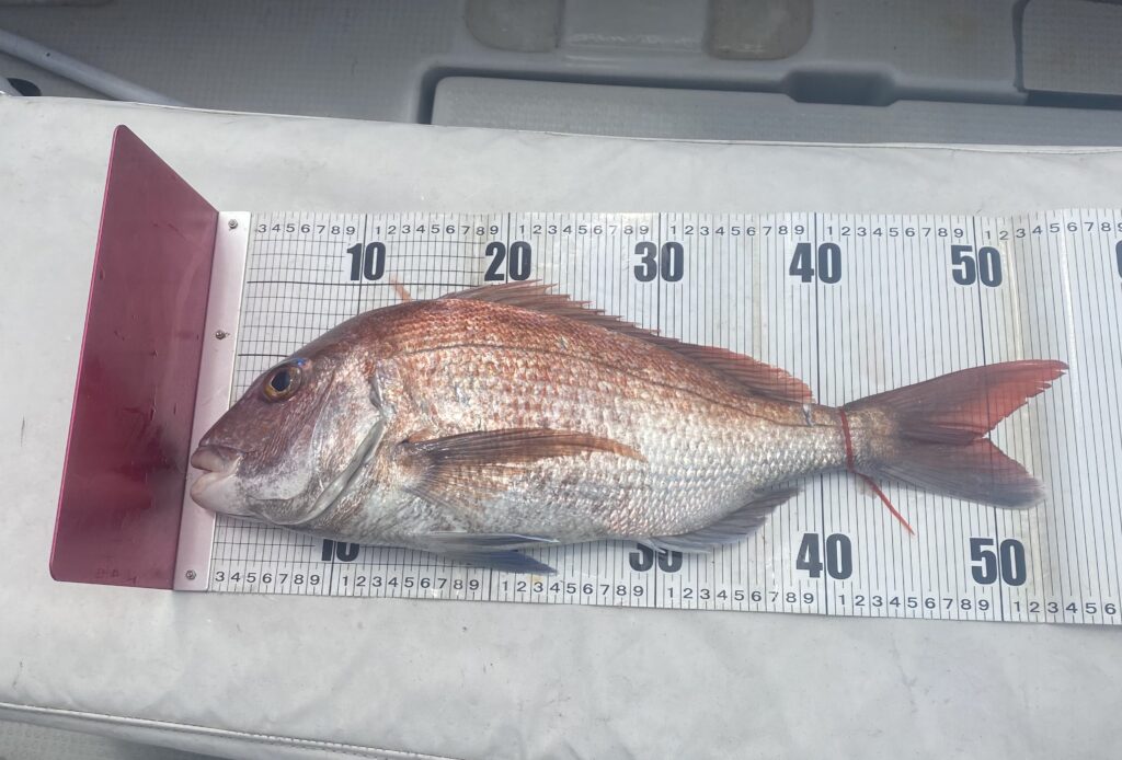 鯛ラバ