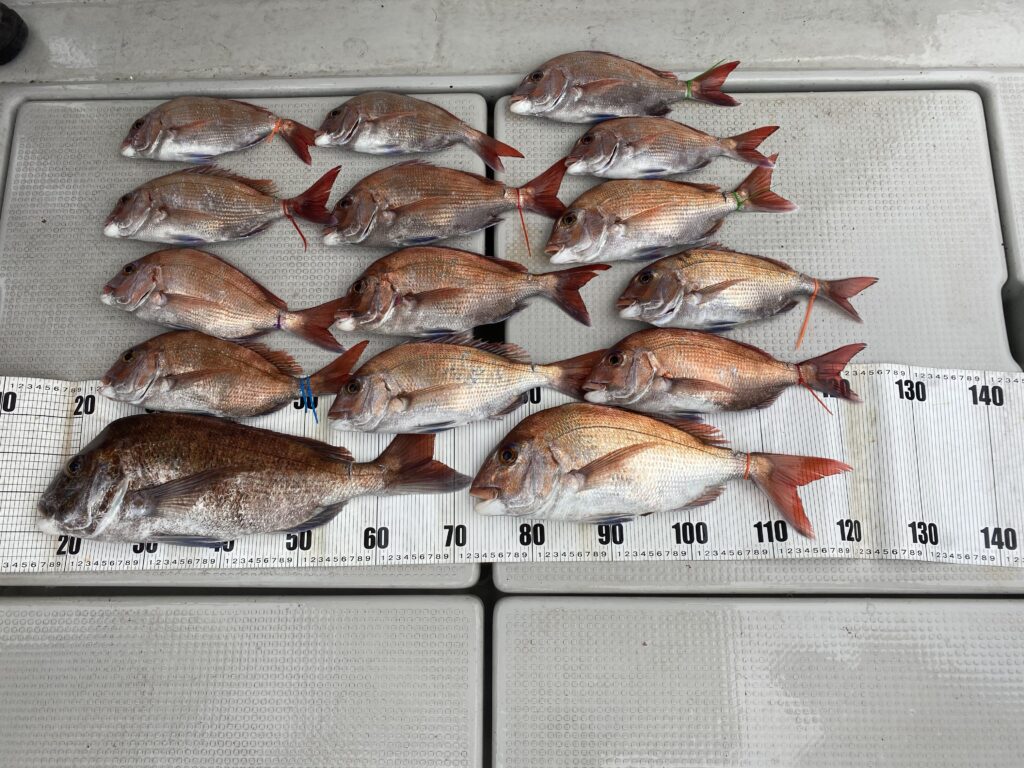 紀北鯛ラバパターン調査