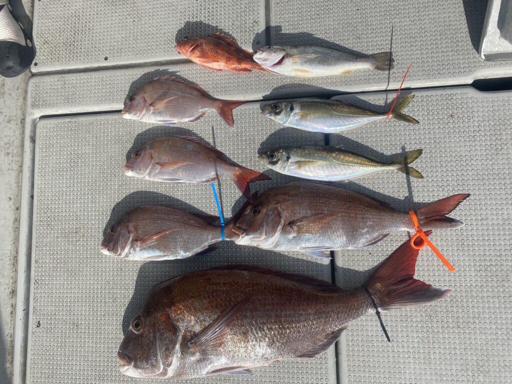 タイラバ 27日の釣果