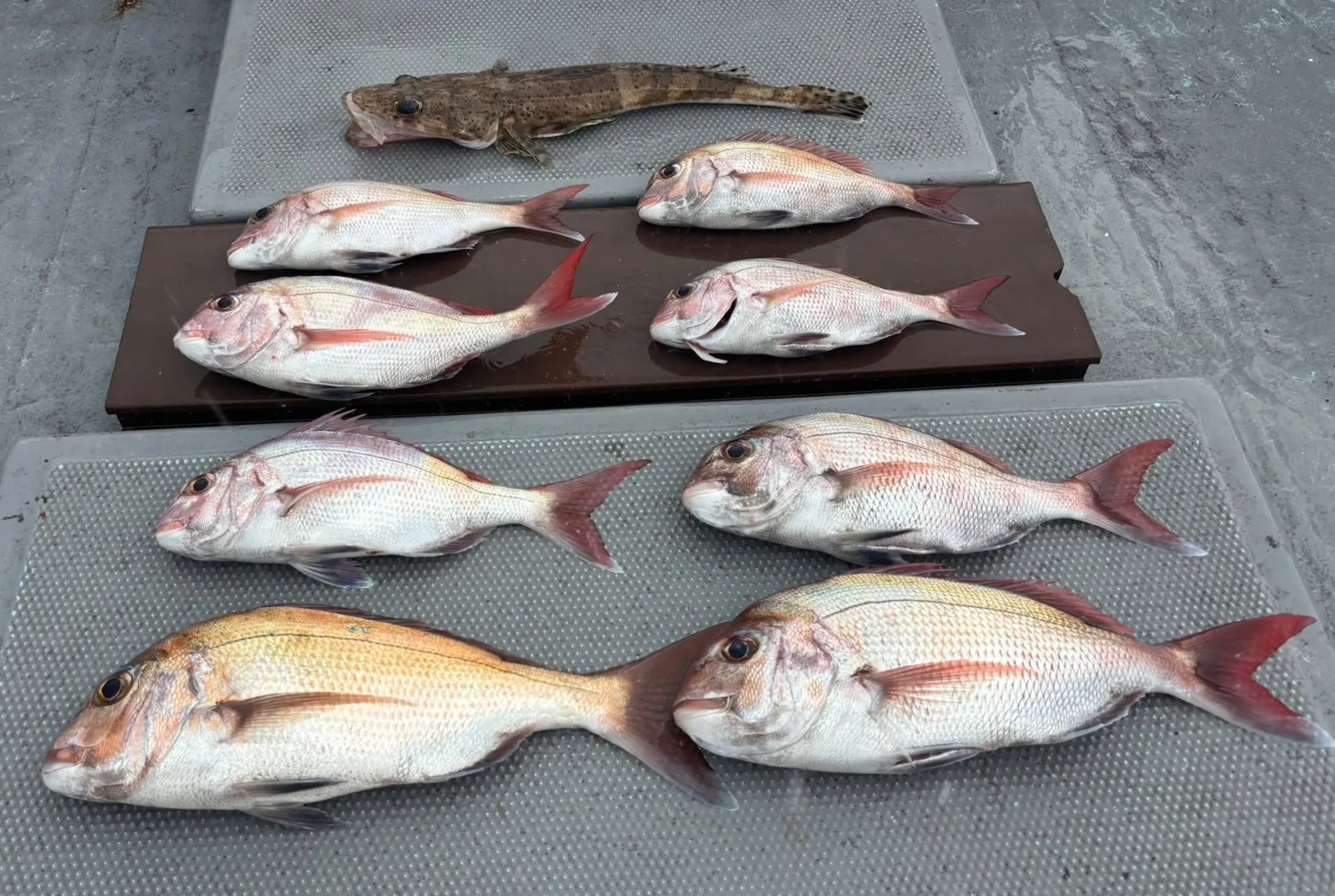 8月13日タイラバ釣果！