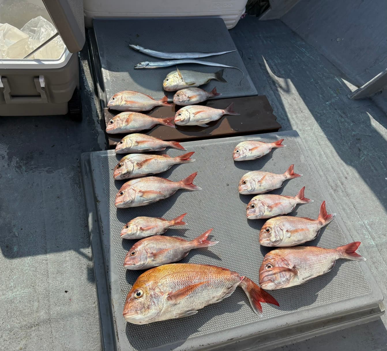 タイラバ釣果！