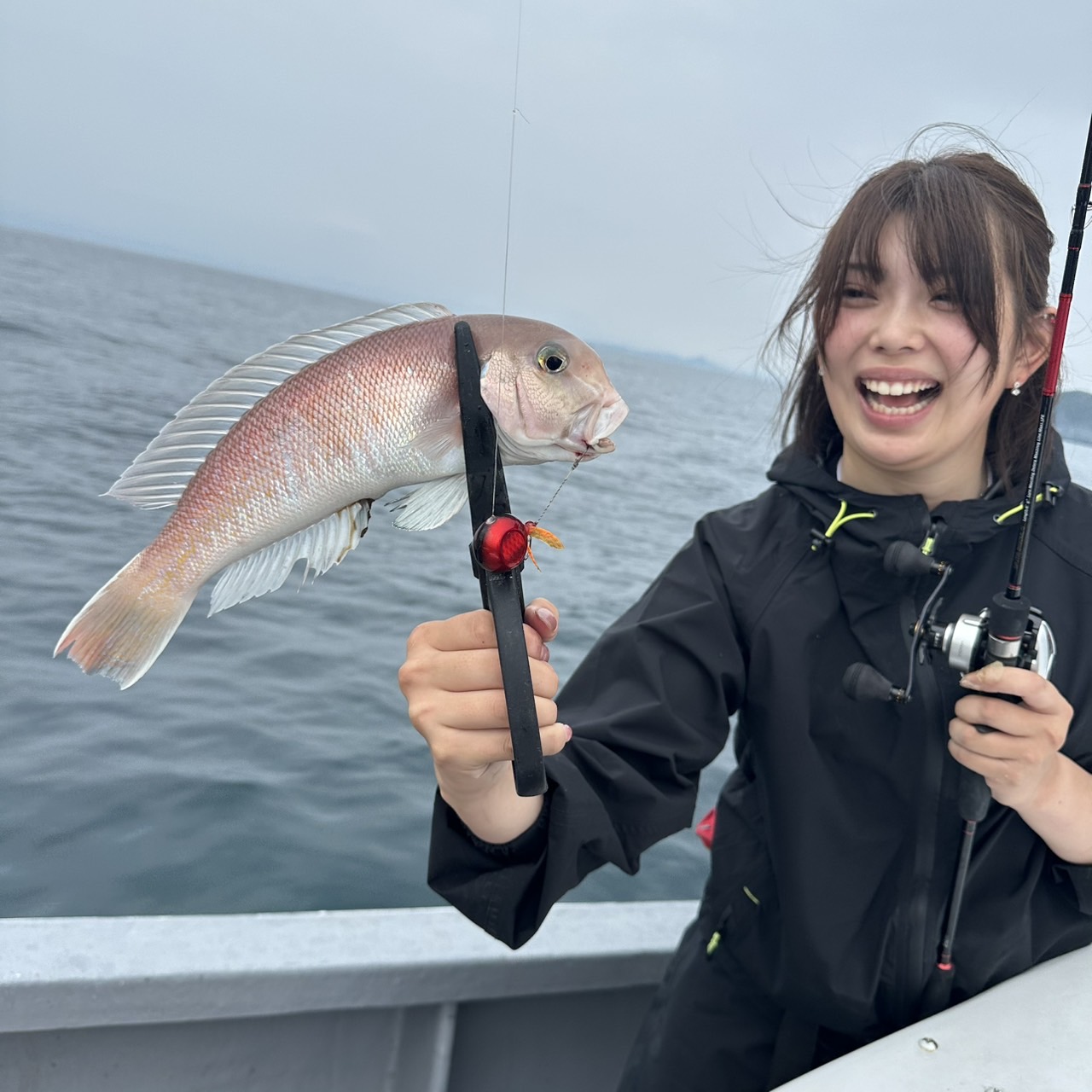 白甘鯛釣果❣️
