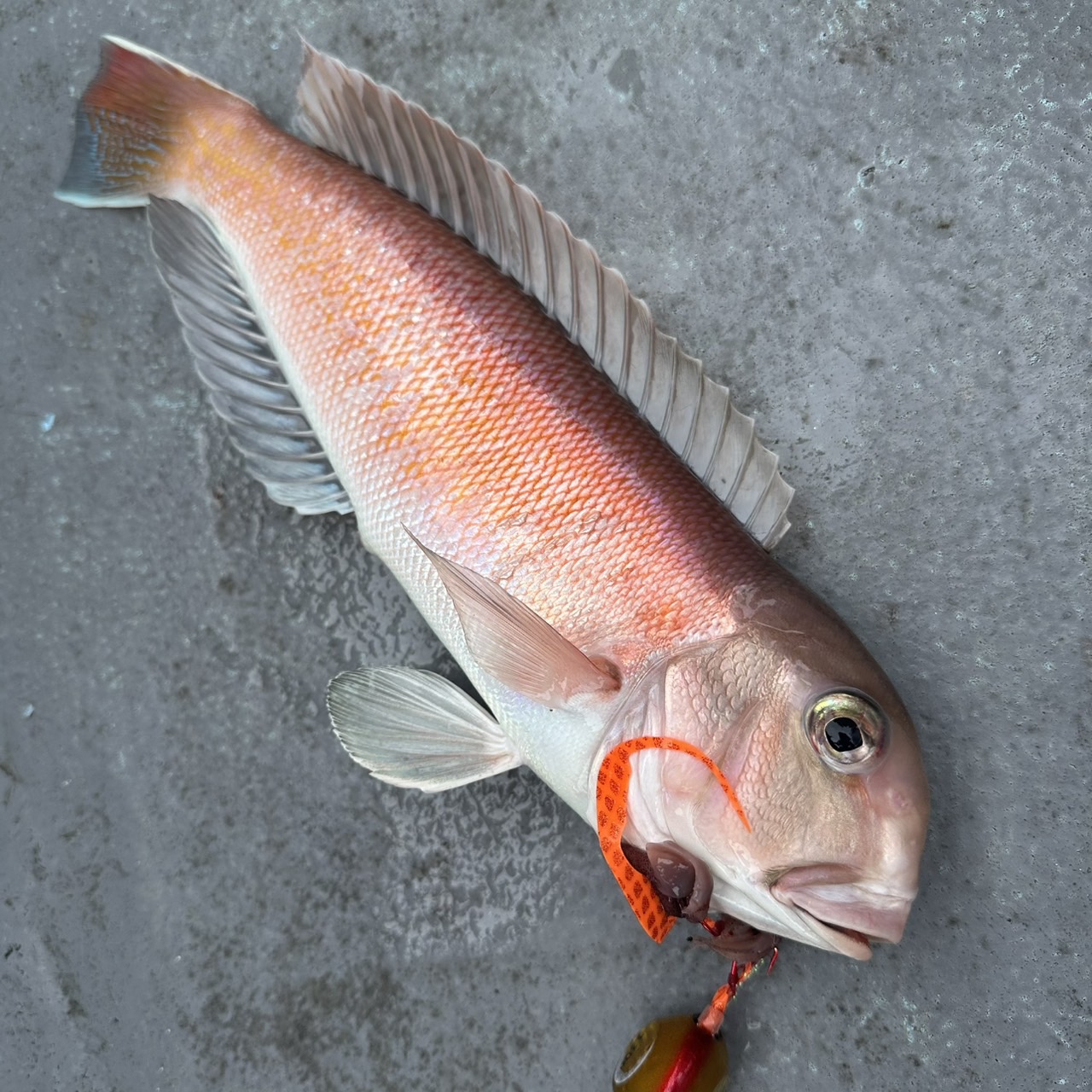 白甘鯛釣果❣️