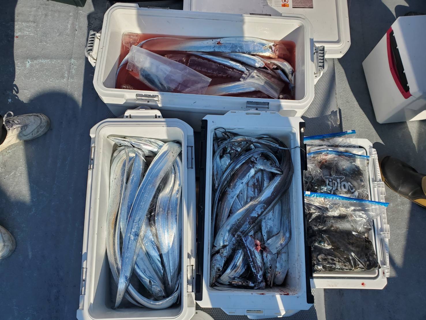 ティップラン&太刀魚リレー釣果
