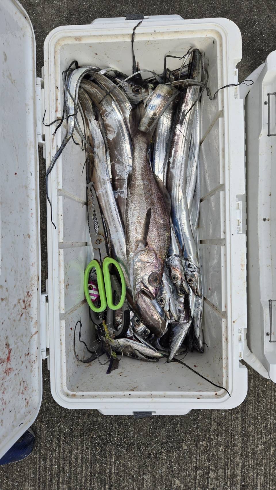 太刀魚&クログチ釣果