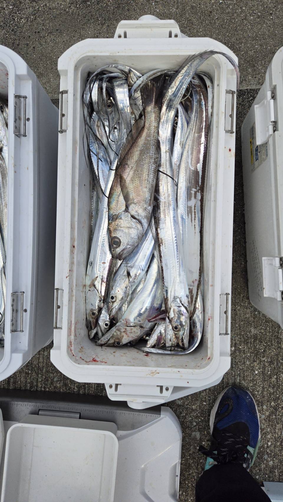 太刀魚&クログチ釣果