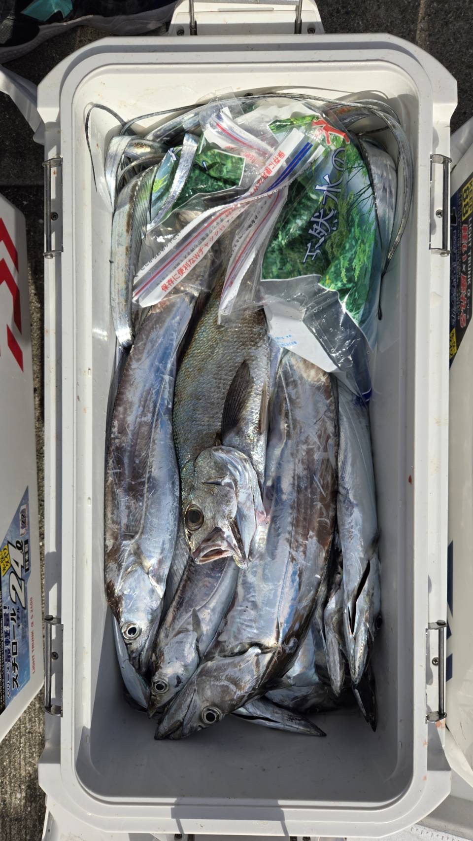太刀魚&クログチ釣果